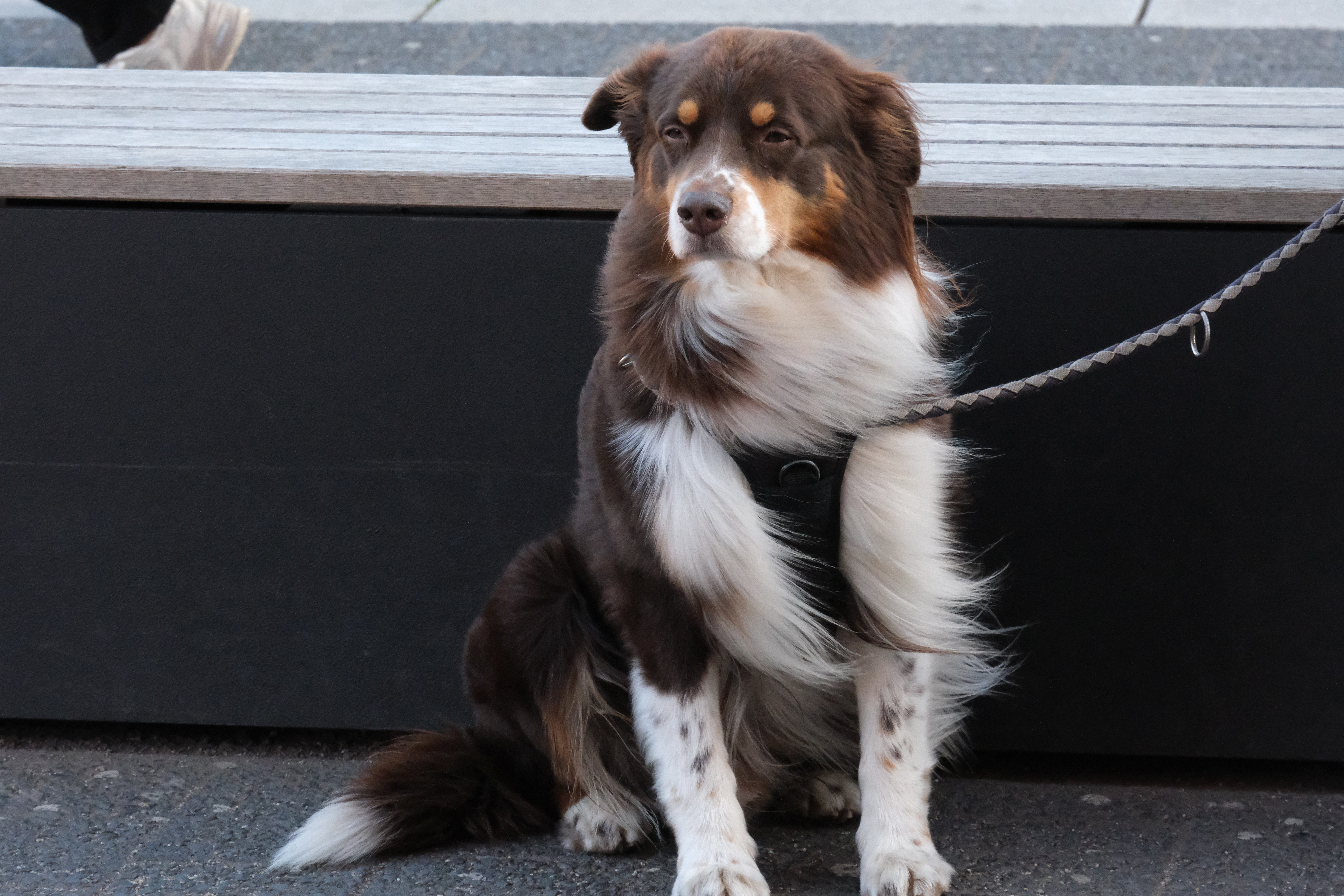 Hund in Hamburg